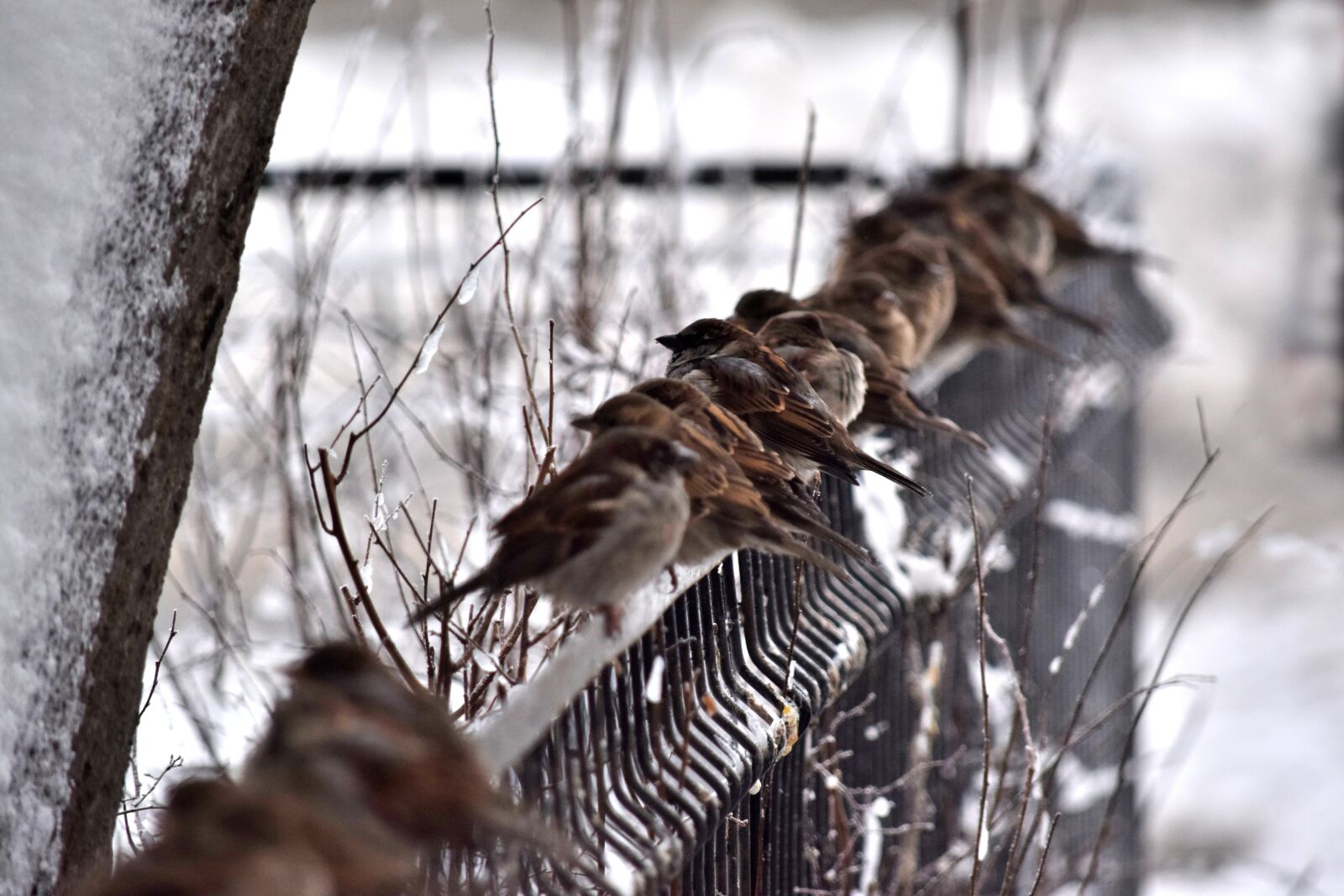 Nikon D5300 sample photo. Winter, flying, birds photography