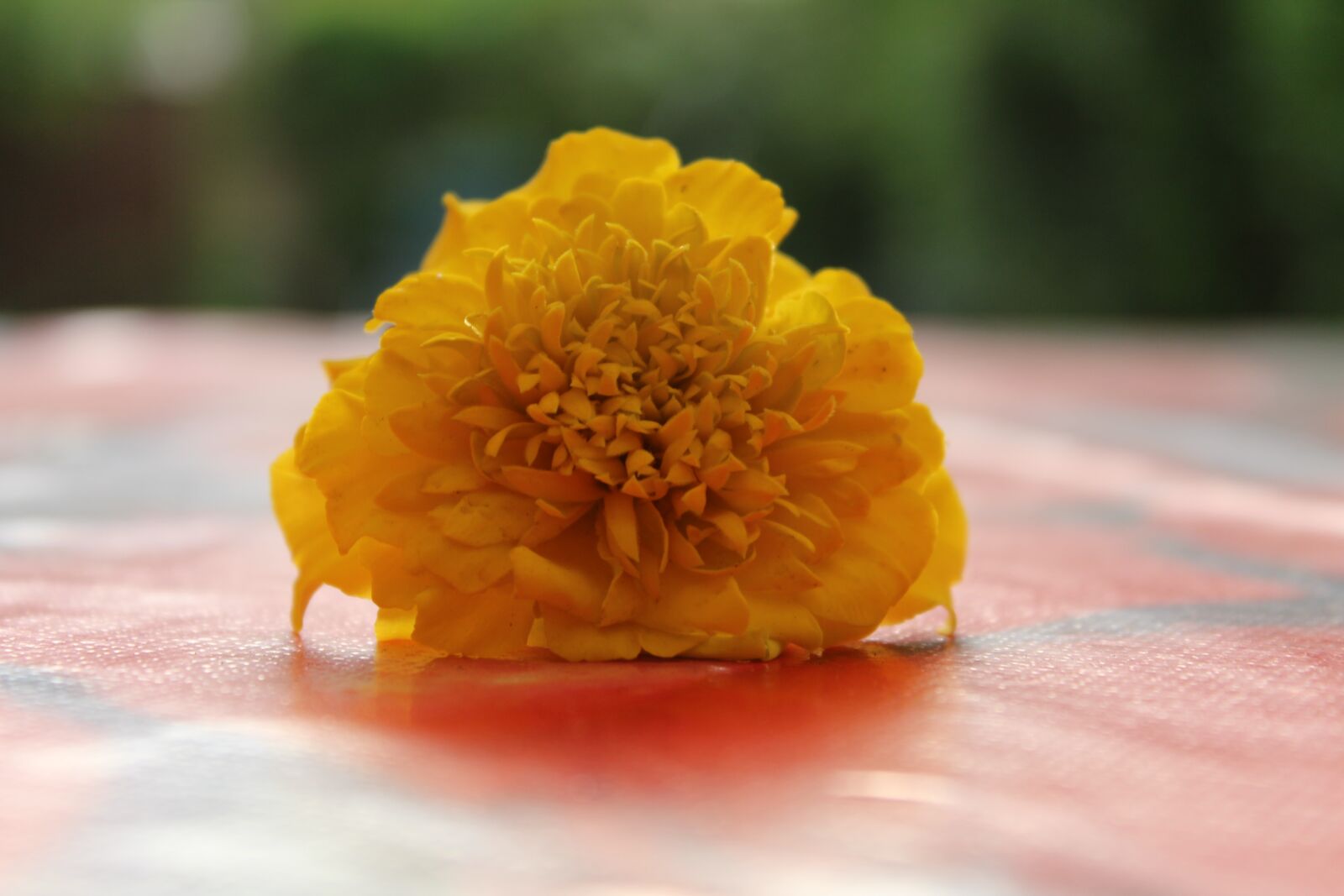 Canon EOS 1300D (EOS Rebel T6 / EOS Kiss X80) sample photo. Flower, yellow flower, flower photography