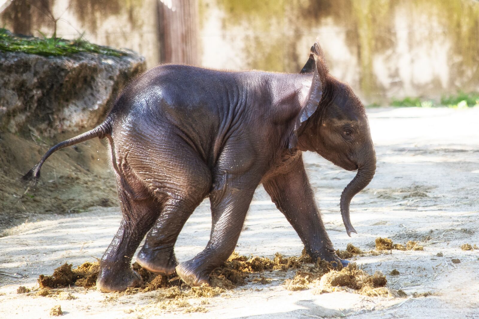 Canon EF 70-300mm F4-5.6 IS USM sample photo. Elephant, mammal, animal photography