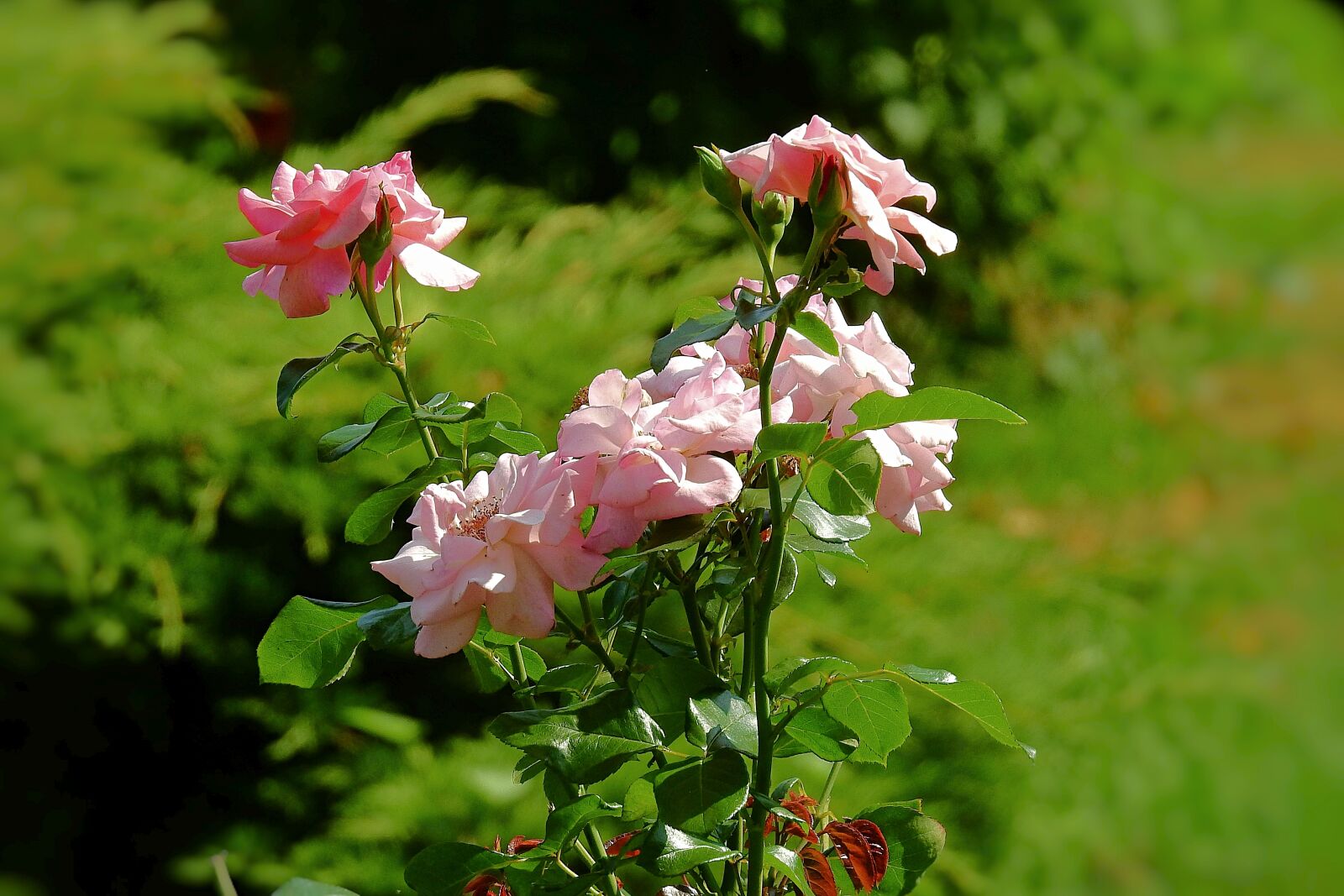 Nikon Coolpix P900 sample photo. Garden, rose, beauty photography