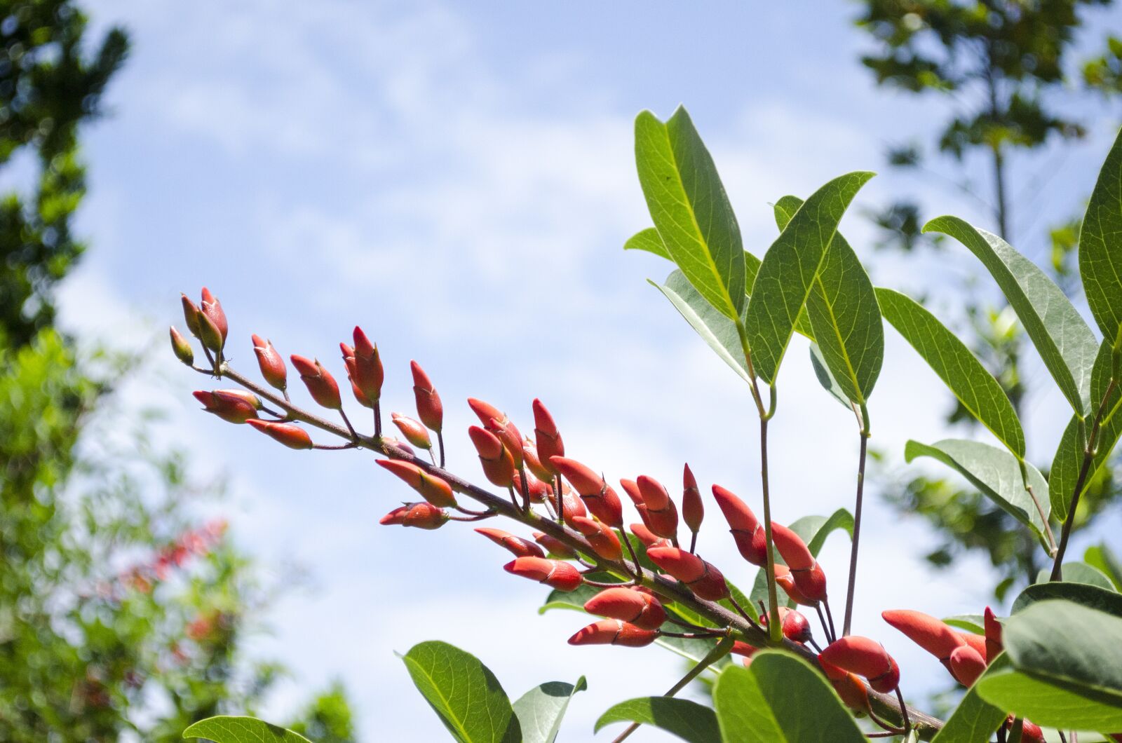 Nikon D5100 sample photo. Flower, foliage, plant photography