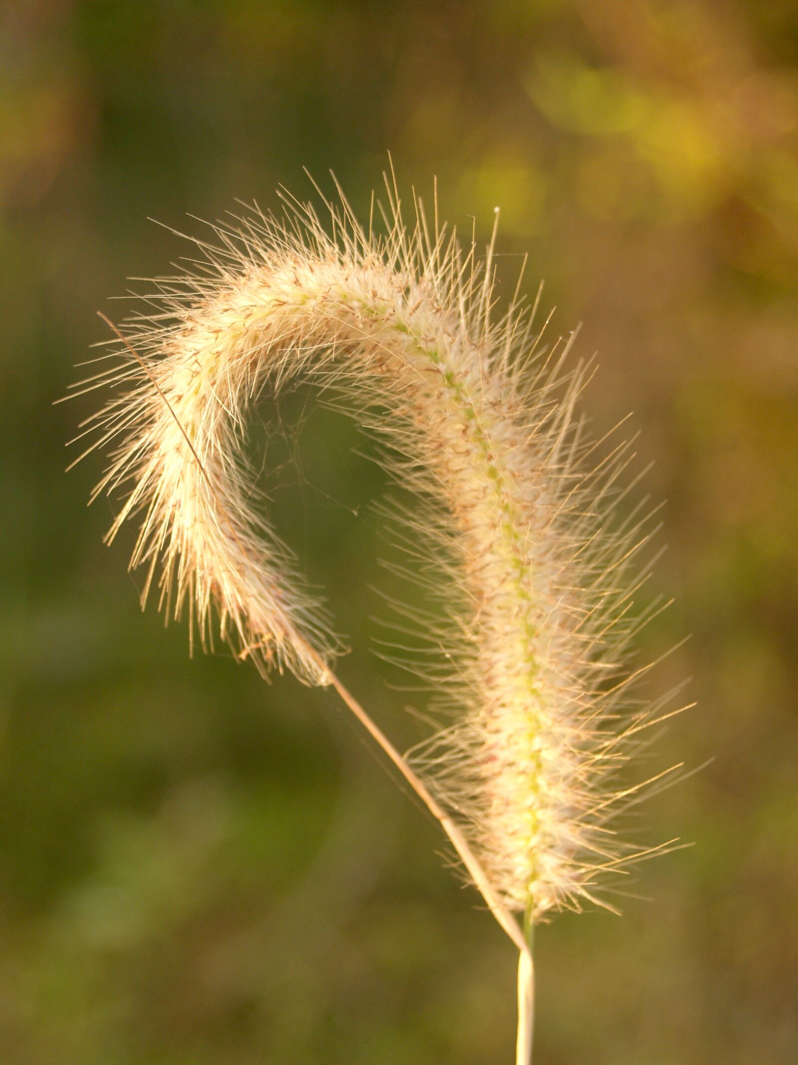 Olympus E-300 (EVOLT E-300) sample photo. Background, beam, beautiful photography