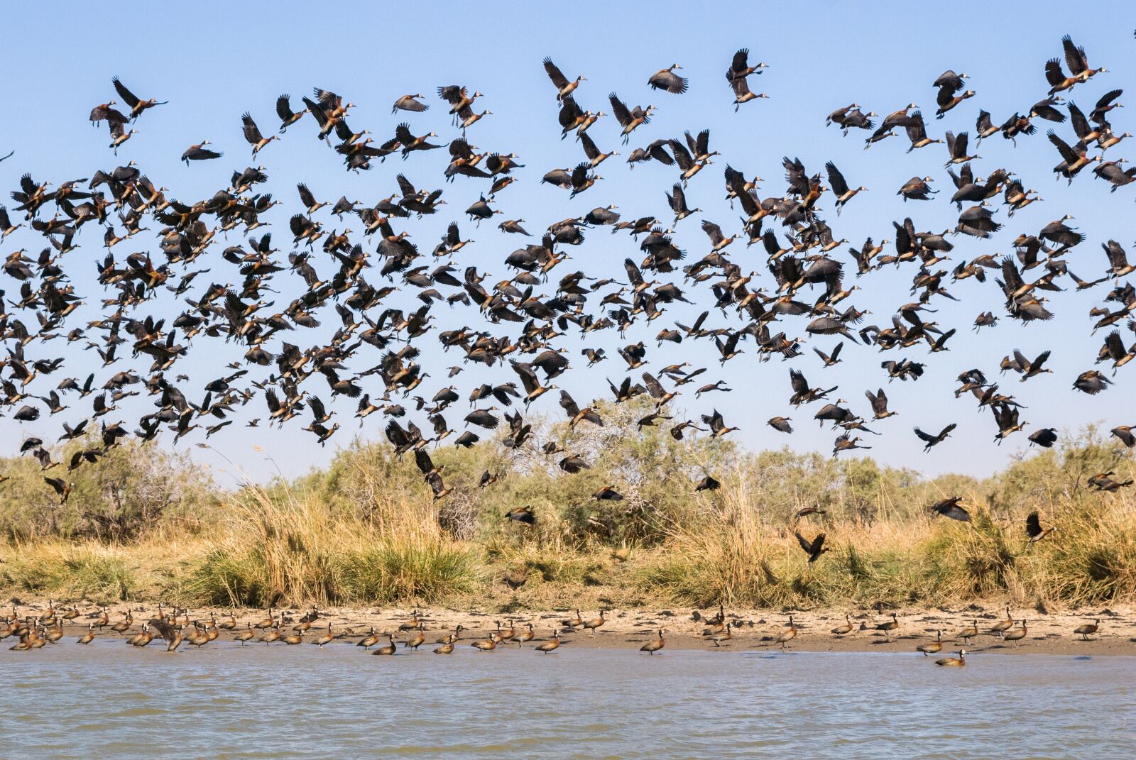 Nikon D80 sample photo. Wildlife, bird, nature photography
