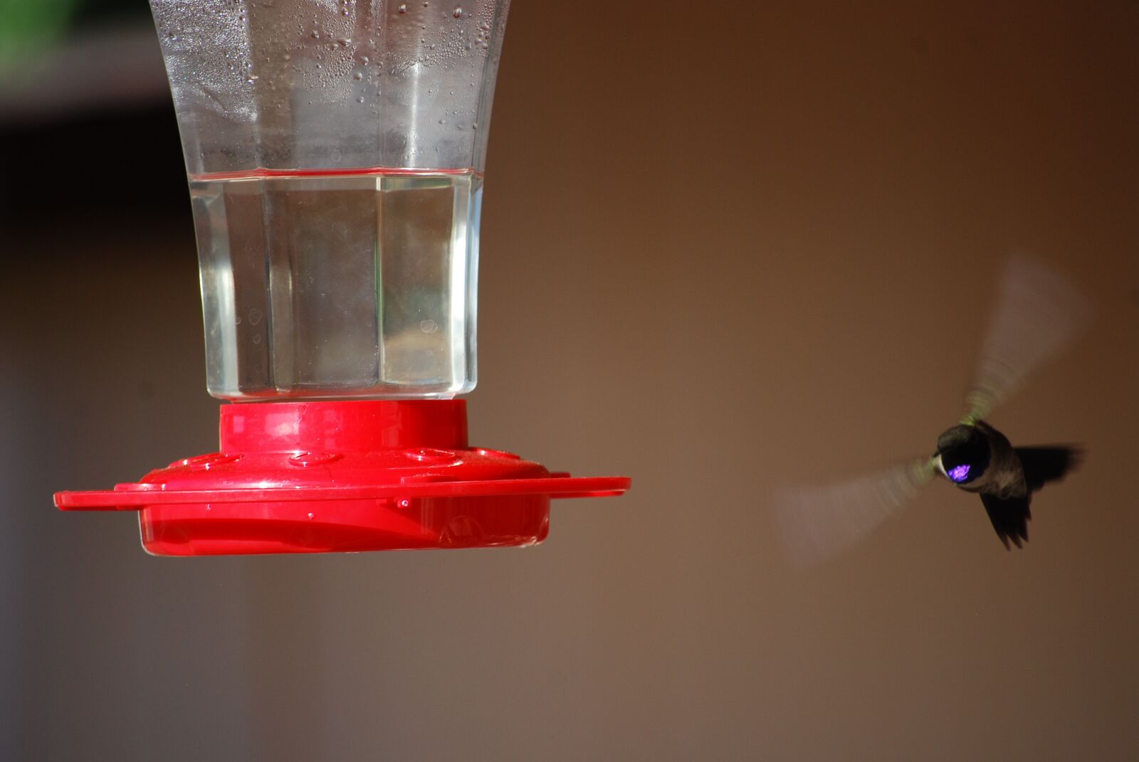 Nikon D40X sample photo. Hummingbird, nature, bird photography