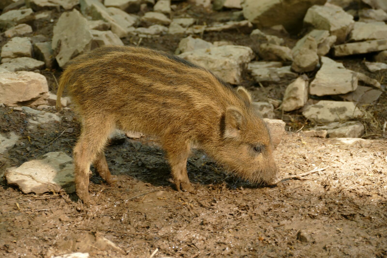 Panasonic Lumix DMC-FZ1000 sample photo. Hog, sus scrofa, ever photography