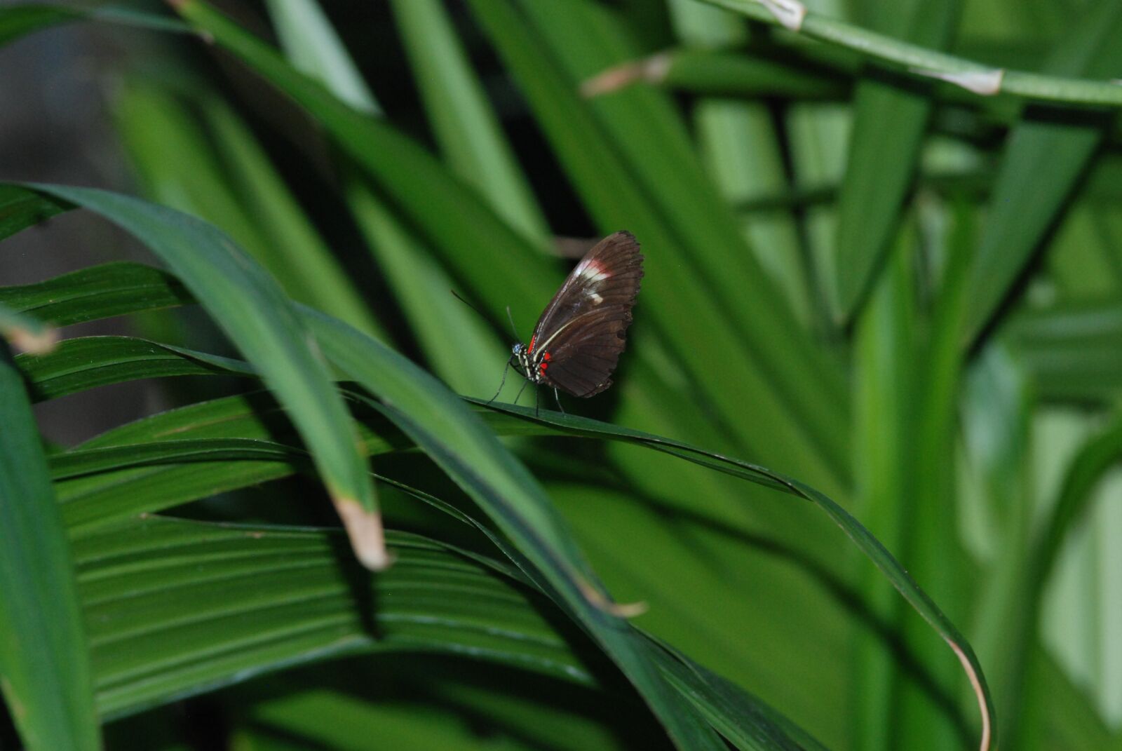 Nikon D80 sample photo. Butterfly, black, orange photography