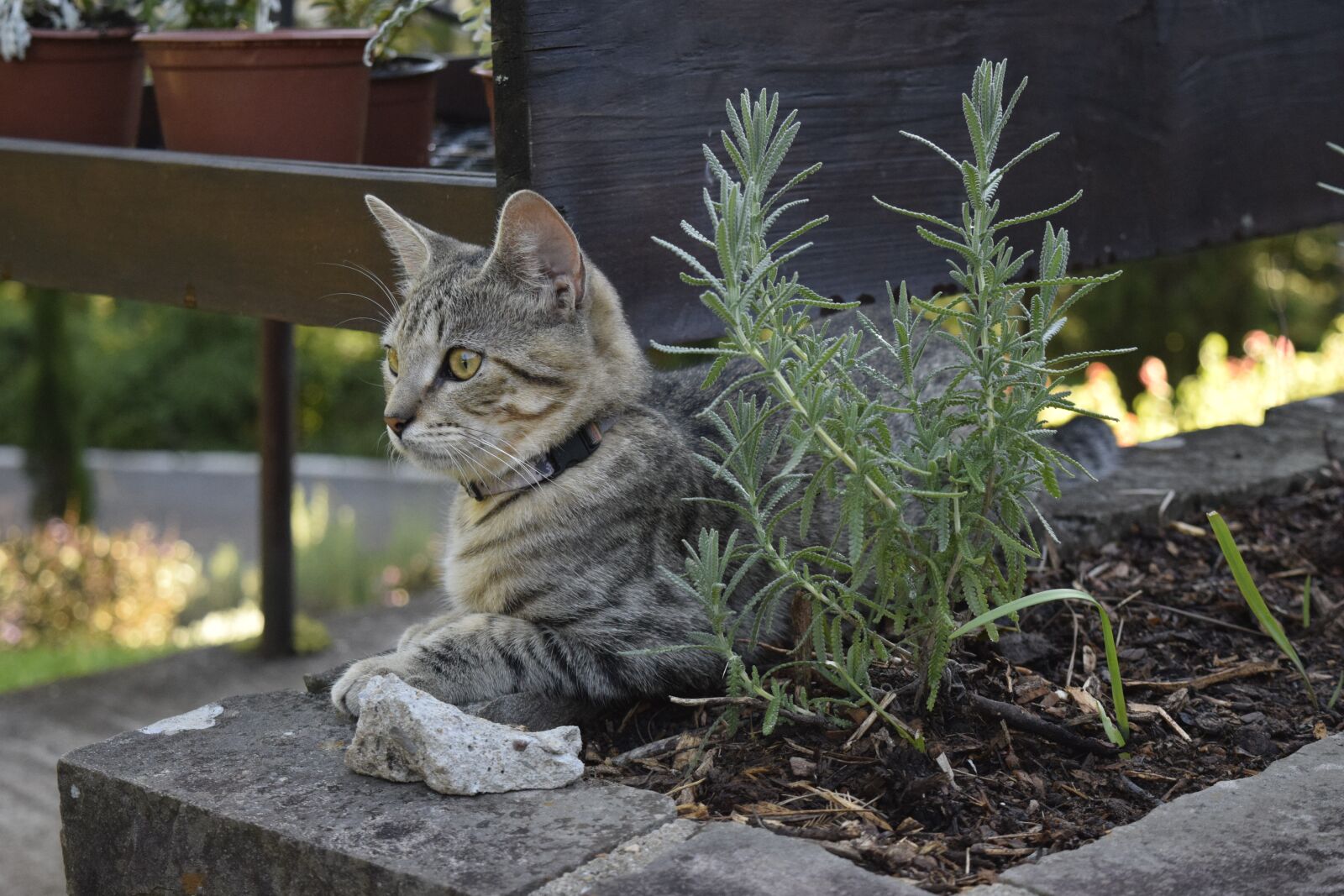 Nikon D5300 sample photo. Cat, animal, feline photography