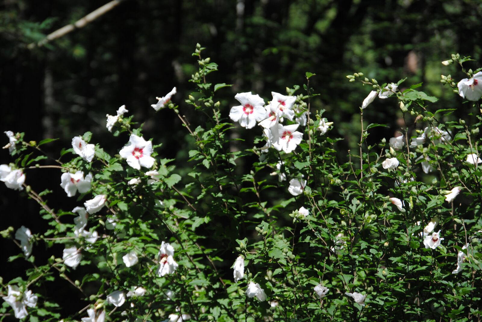 Nikon D3000 sample photo. White, flower, bush photography