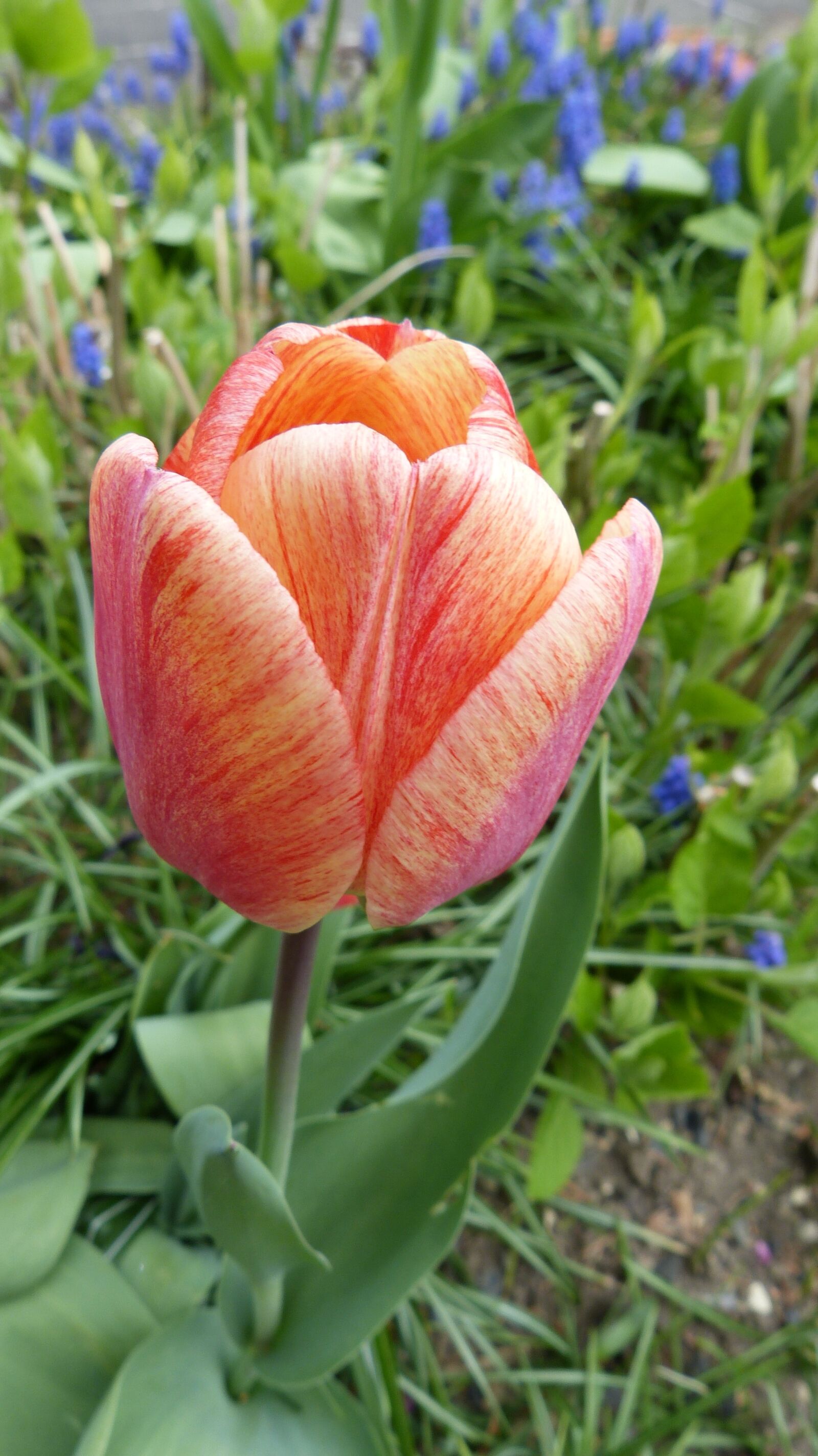 Panasonic Lumix DMC-FZ150 sample photo. Tulip, red yellow, flower photography