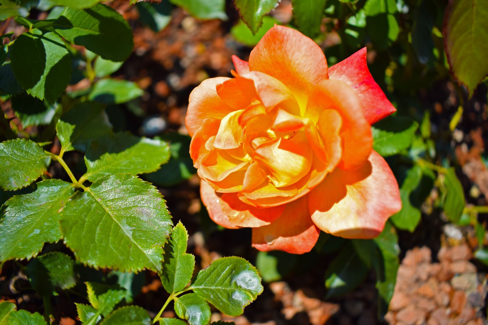 Nikon D3300 sample photo. Nature, flower, plant photography