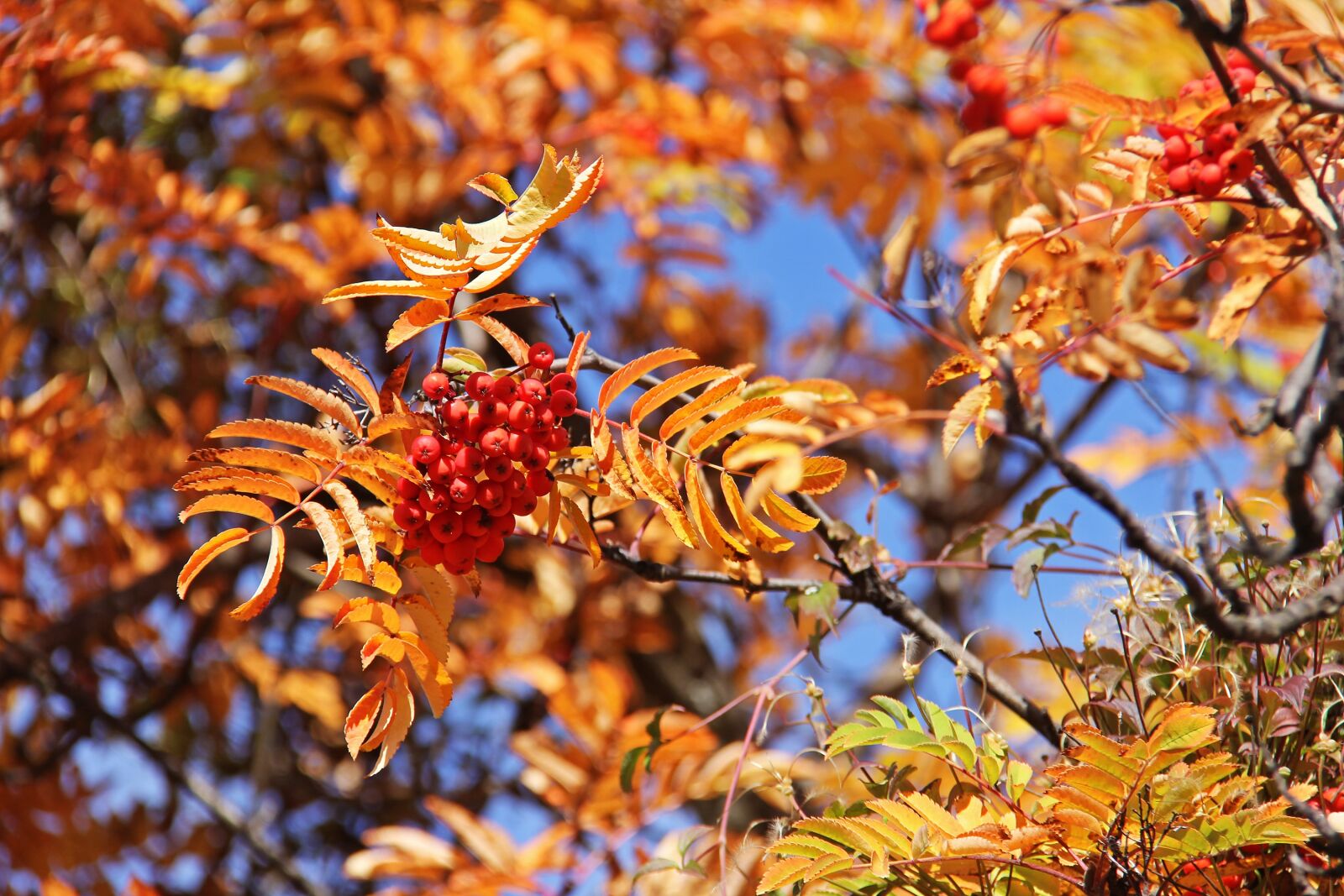 Canon EF-S 18-200mm F3.5-5.6 IS sample photo. Famous, popular, historic photography
