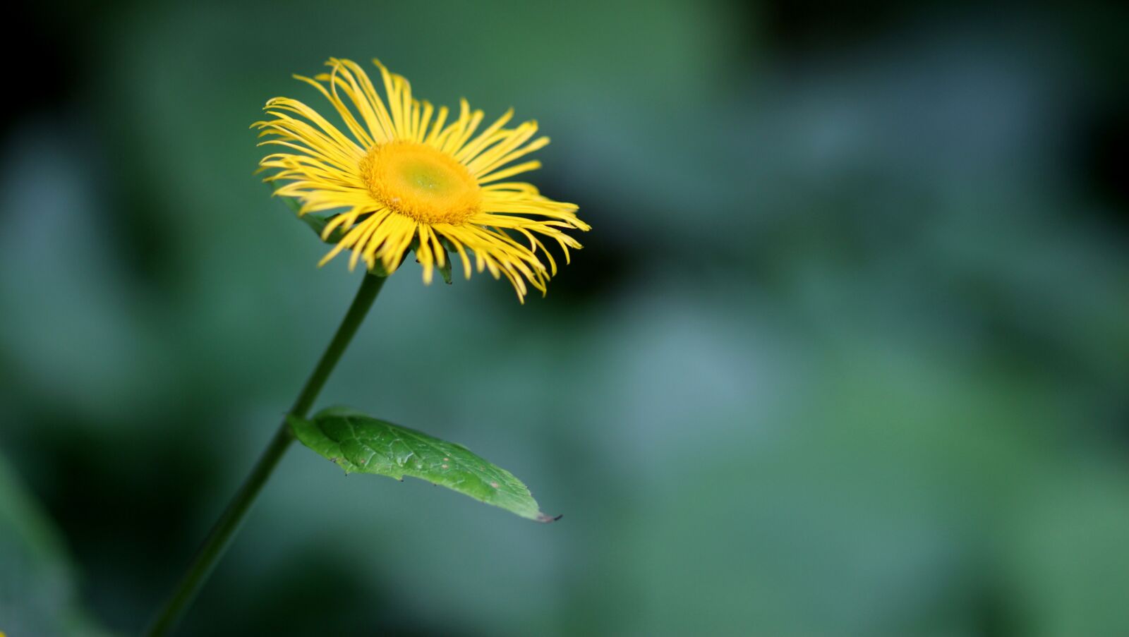 Canon EOS 700D (EOS Rebel T5i / EOS Kiss X7i) + Canon EF 85mm F1.8 USM sample photo. Daisy, flower, yellow photography