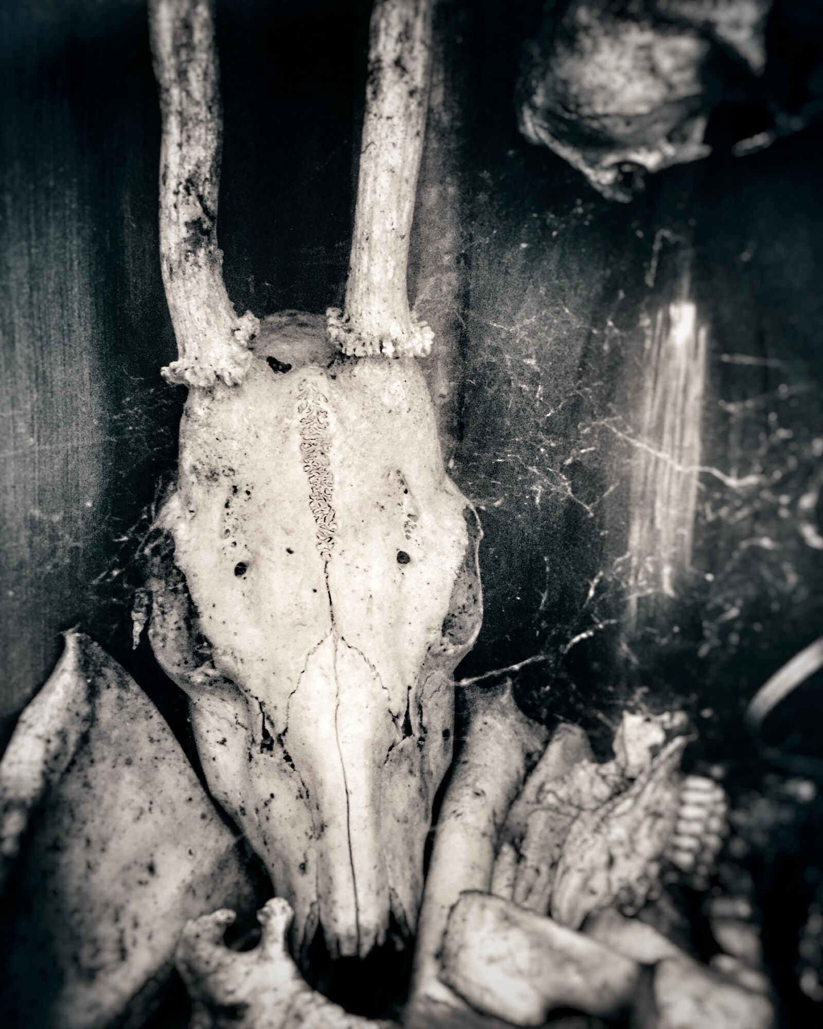Apple iPhone 6 sample photo. Roe deer, bone, forest photography