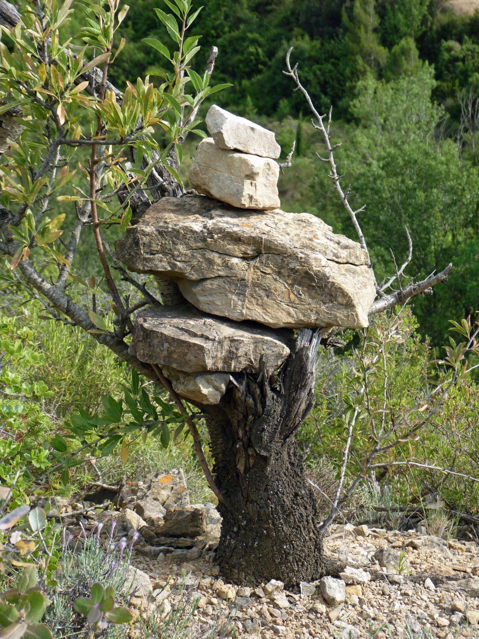 Panasonic Lumix DMC-FZ35 (Lumix DMC-FZ38) sample photo. Markup, hiking, scrubland photography