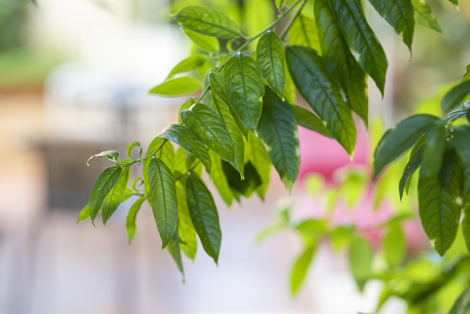 Canon RF 85mm F1.2L USM sample photo. Plant, leaves, green photography