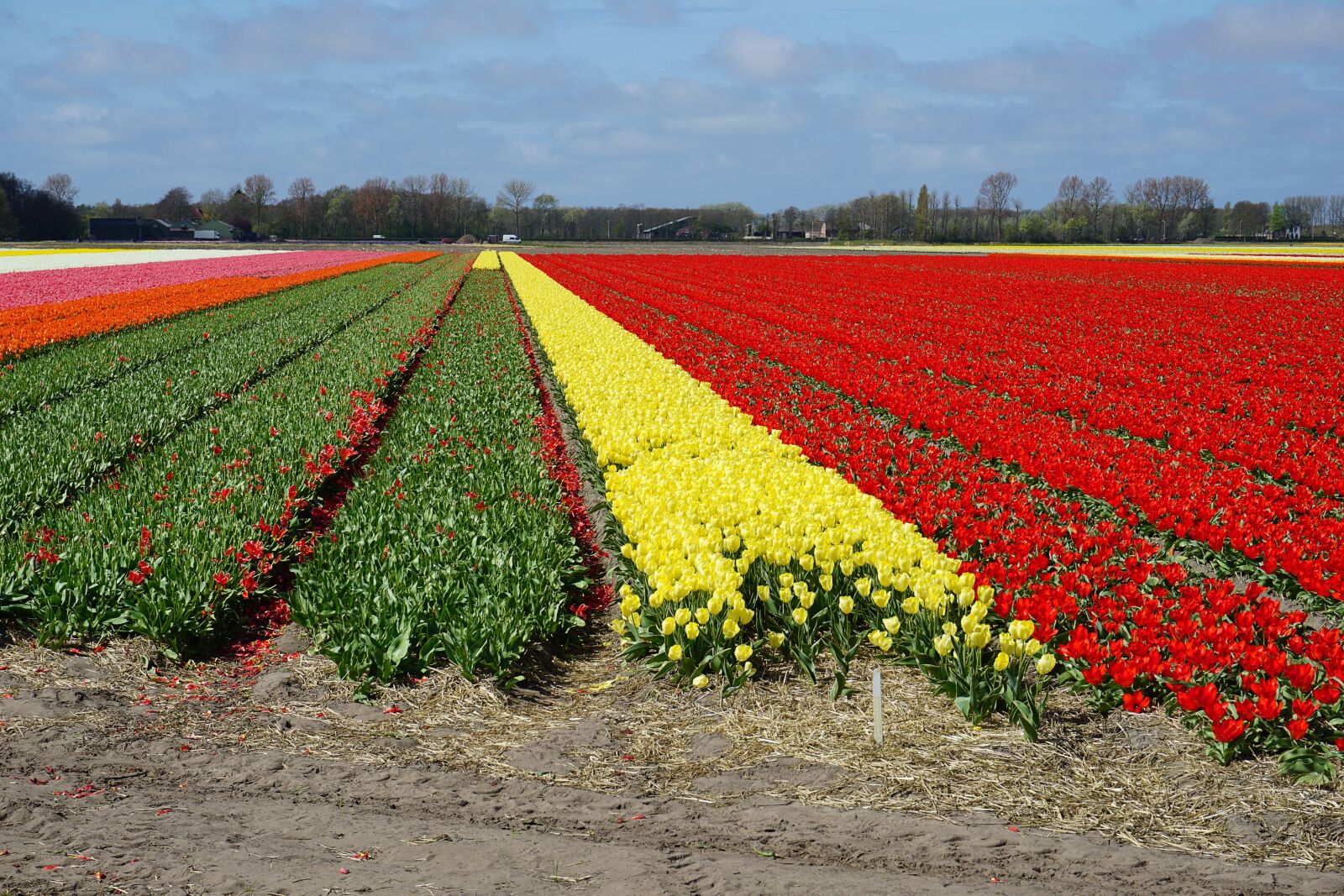 Sony a5100 sample photo. Flowers, tulips, tulip field photography