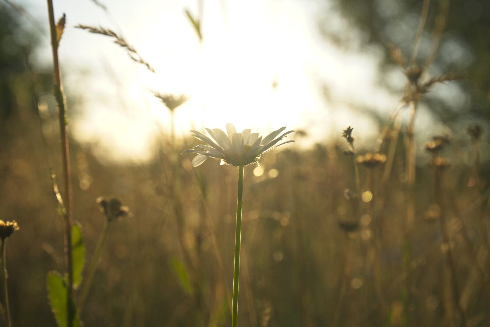 Sony FE 28-70mm F3.5-5.6 OSS sample photo. Sunflower, summer, sunset photography