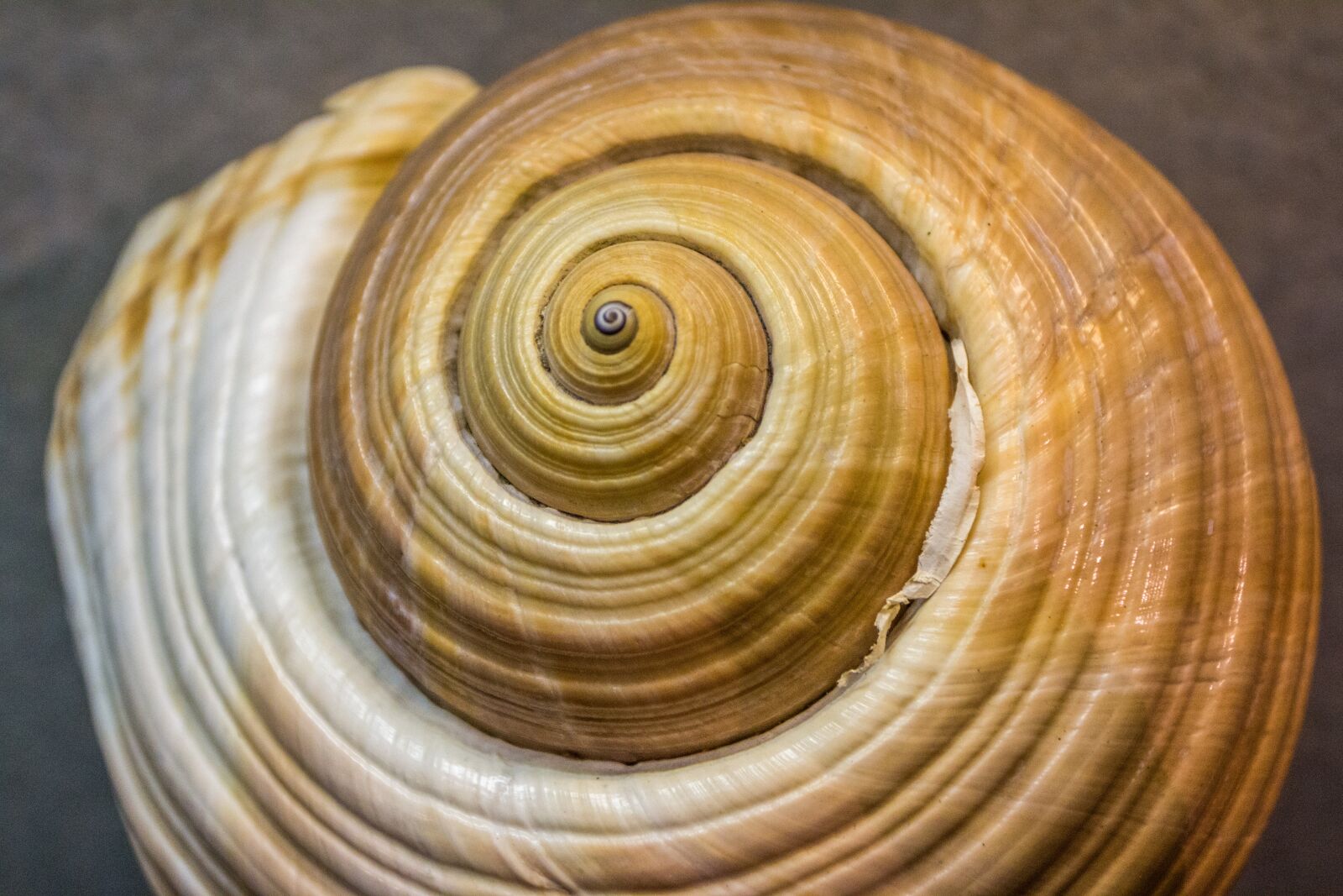 Canon EOS 70D + Canon EF 17-40mm F4L USM sample photo. Shell, museum, animal world photography