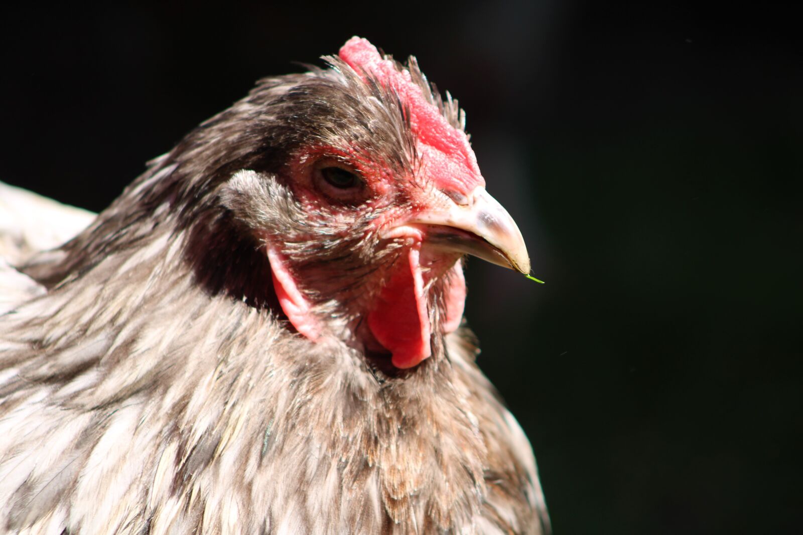 Canon EOS 2000D (EOS Rebel T7 / EOS Kiss X90 / EOS 1500D) sample photo. Chicken, hen, poultry photography