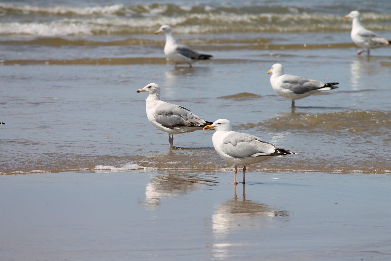 Canon EOS 1100D (EOS Rebel T3 / EOS Kiss X50) sample photo. Silver gulls, beach, sea photography