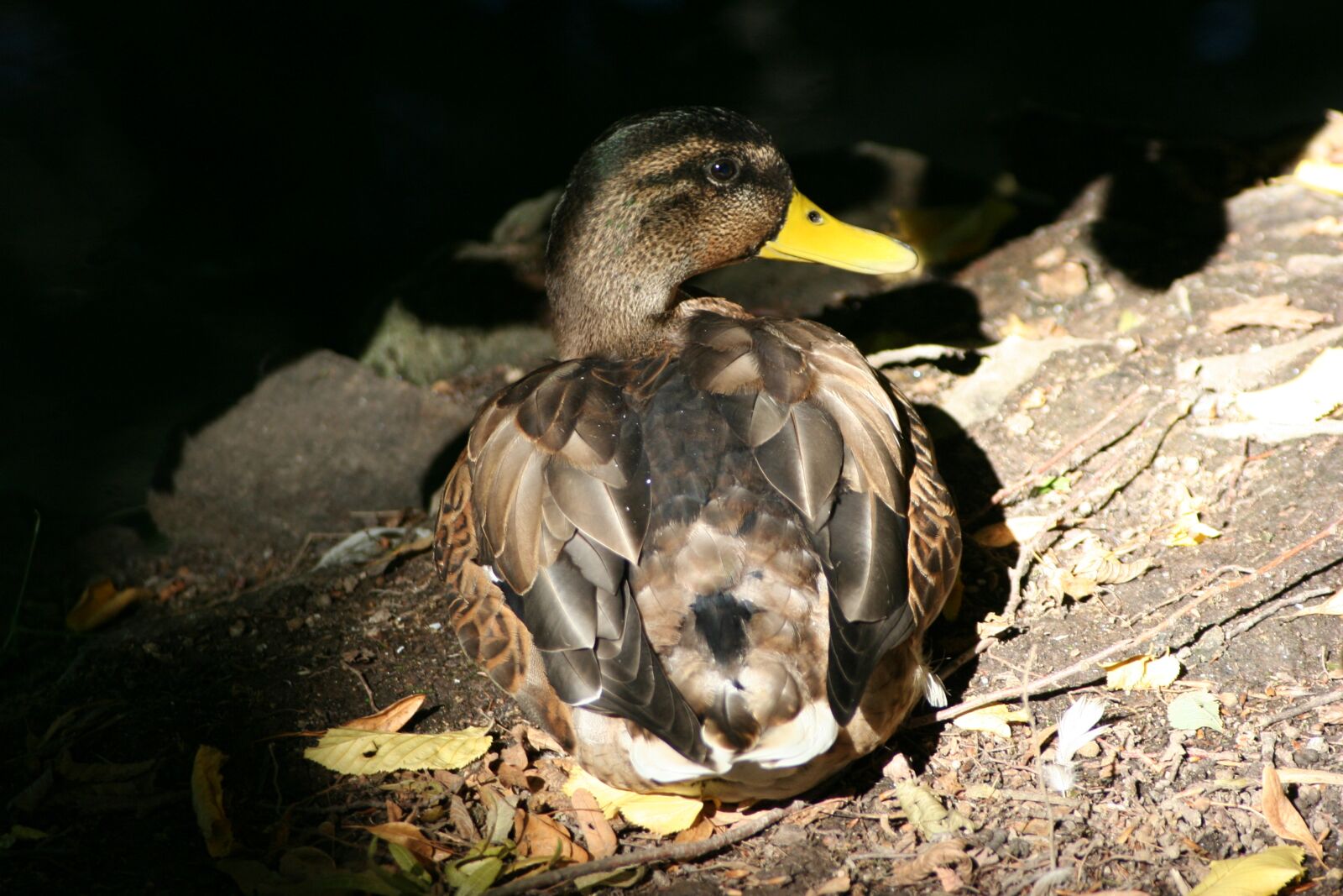 Canon EOS 350D (EOS Digital Rebel XT / EOS Kiss Digital N) sample photo. Duck, duck bird, water photography
