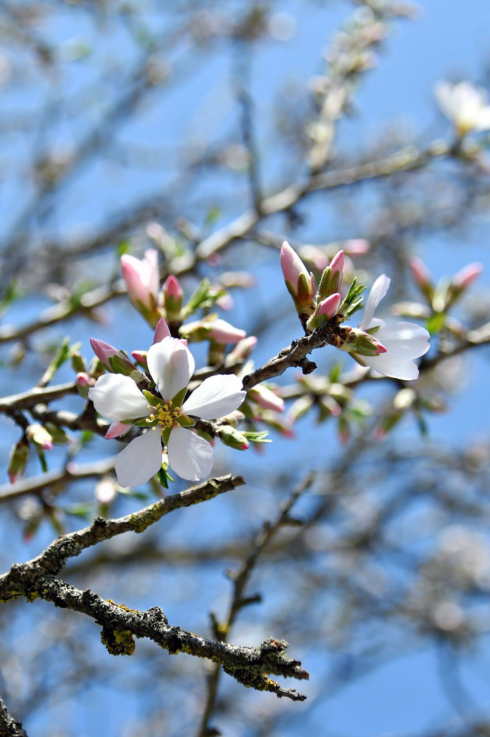 Nikon D3200 sample photo. Spring, apple flower, bloom photography