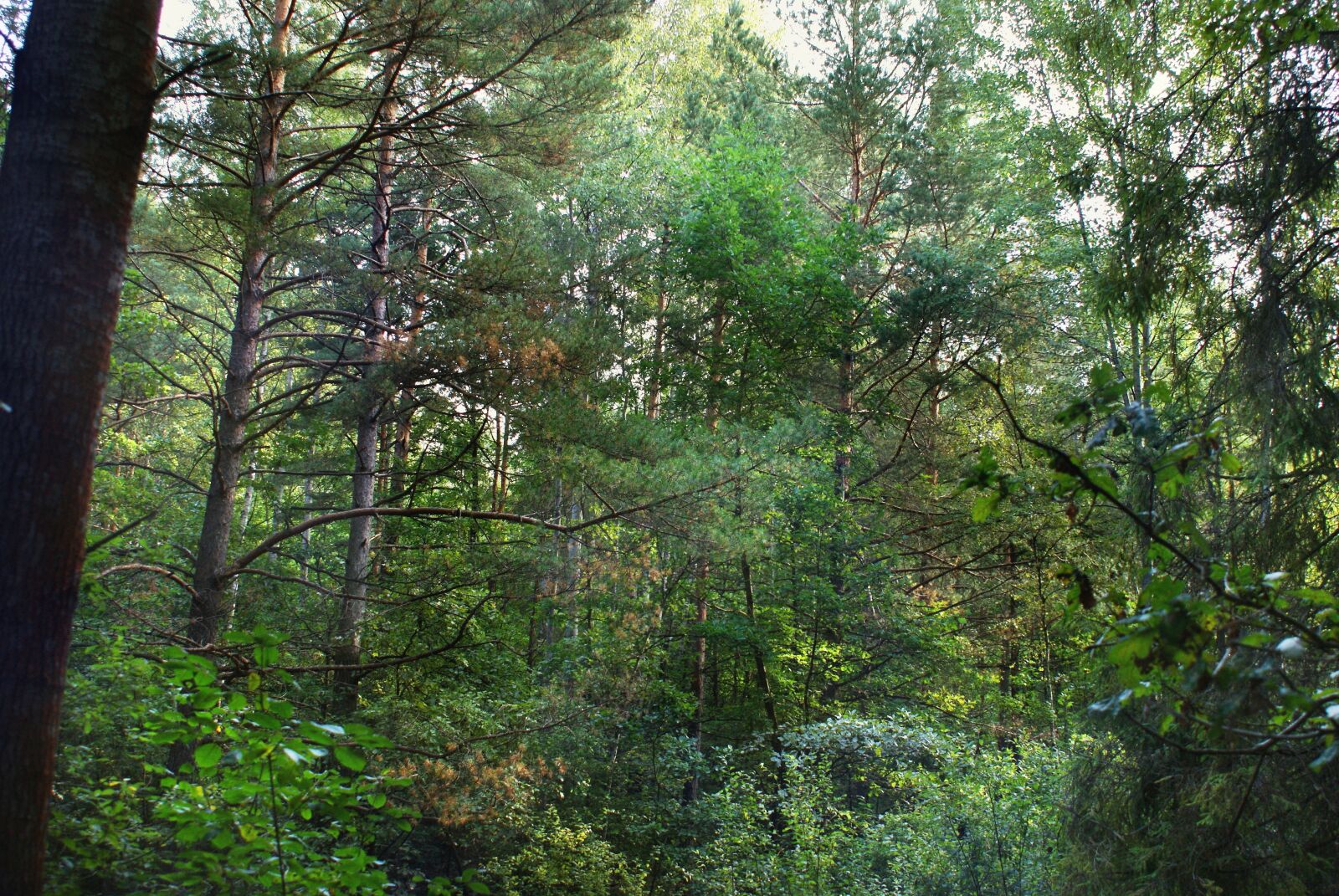 Sony Alpha DSLR-A200 sample photo. Author, skibka, photo photography