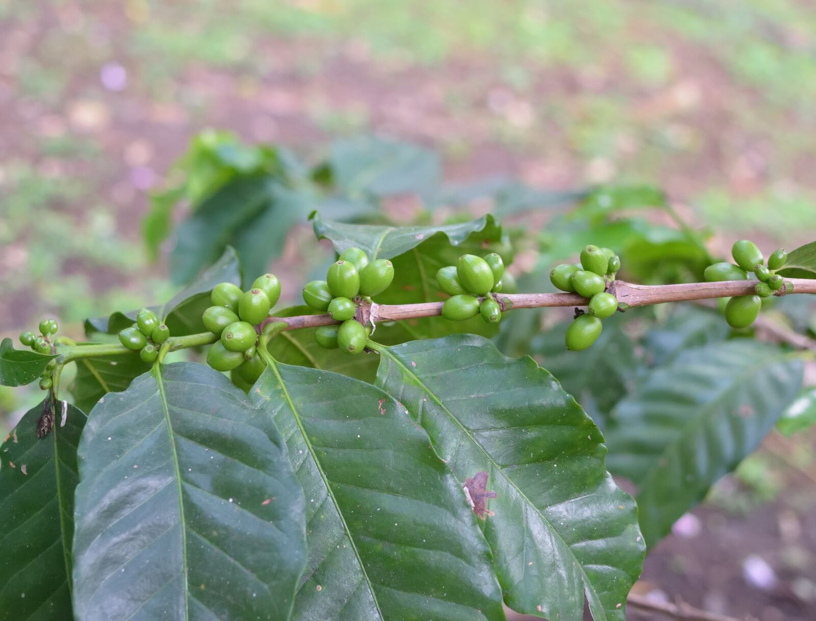 Nikon D5300 sample photo. Coffee, colombia, green photography