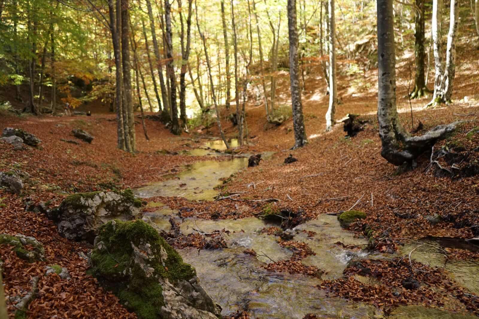 Sony a7 II + Sony FE 28-70mm F3.5-5.6 OSS sample photo. River, forest, foliage photography