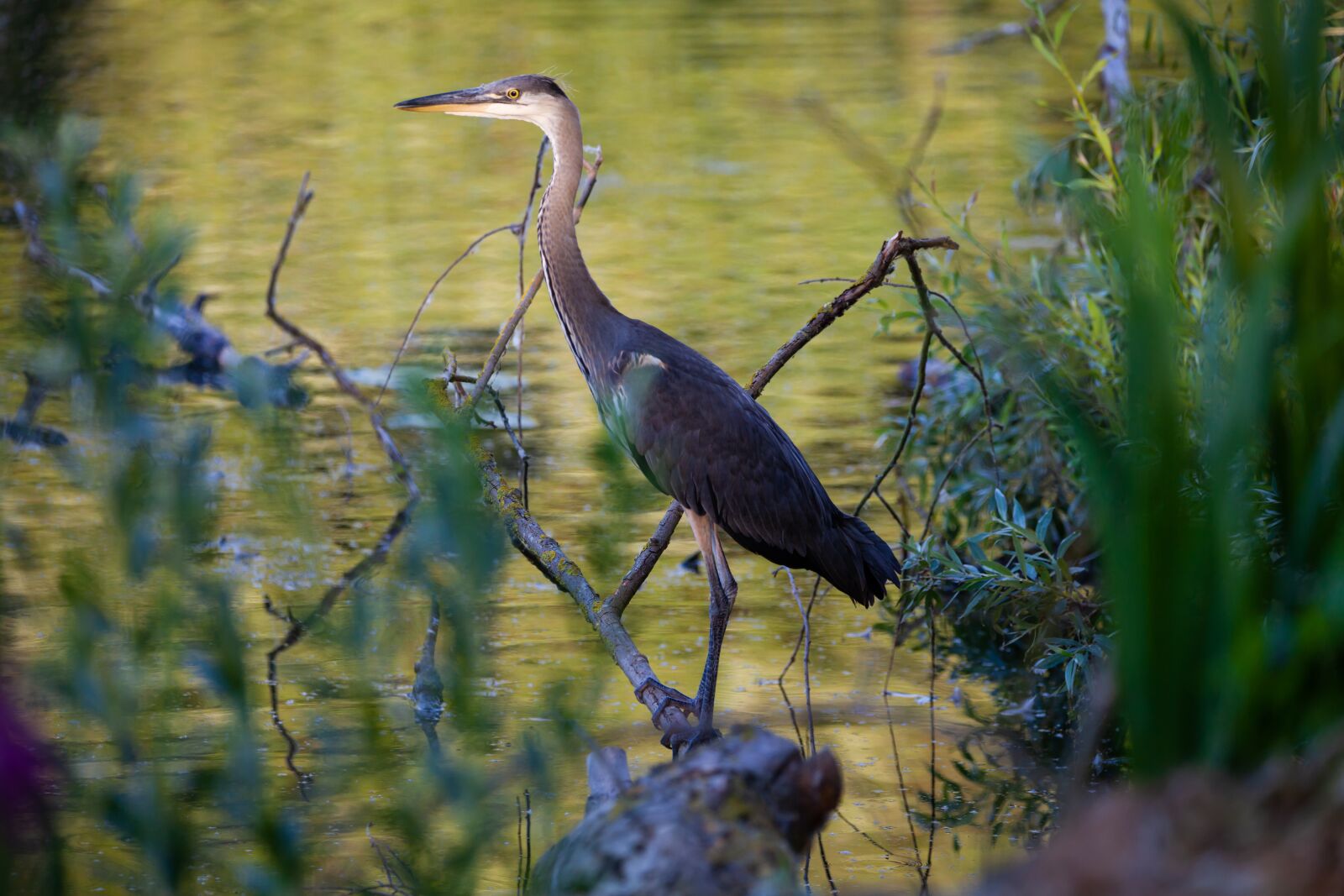 150-600mm F5-6.3 DG OS HSM | Contemporary 015 sample photo. Juvenile heron, waiting, blue photography
