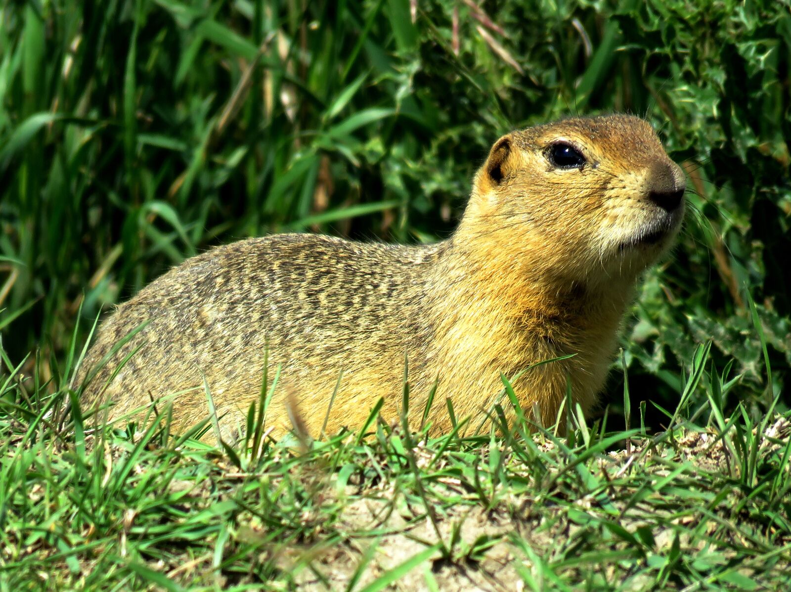 Canon PowerShot SX60 HS sample photo. Gopher, prairie dog, rodent photography