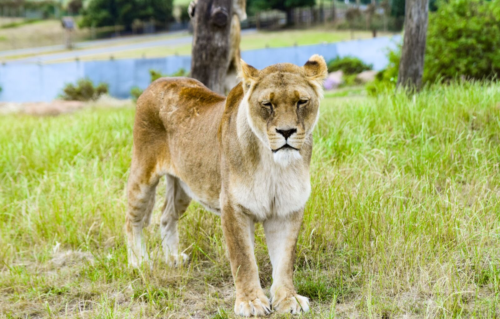 Nikon D5300 sample photo. Lion, wildlife, cat photography