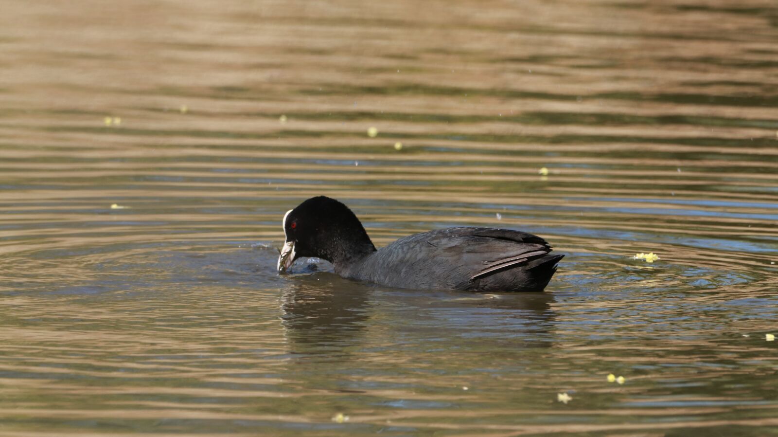 150-600mm F5-6.3 DG OS HSM | Contemporary 015 sample photo. Lake, spring, nature photography