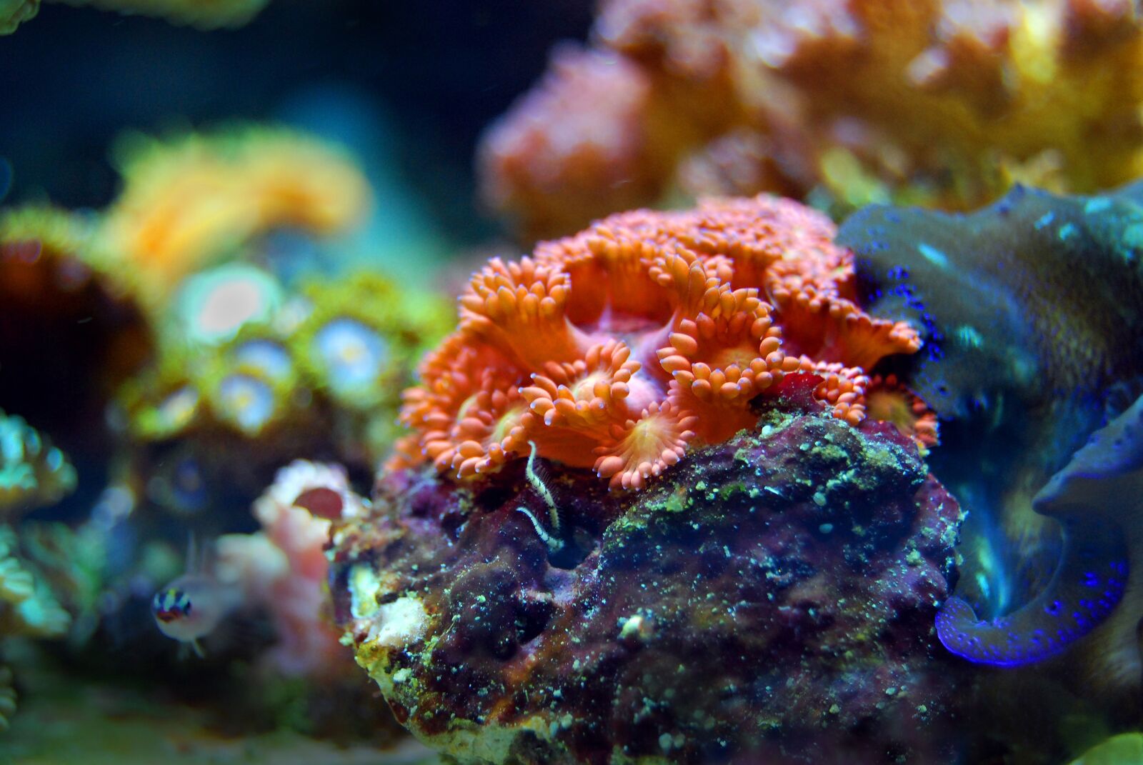 Nikon D40X sample photo. Coral, reef, sea photography