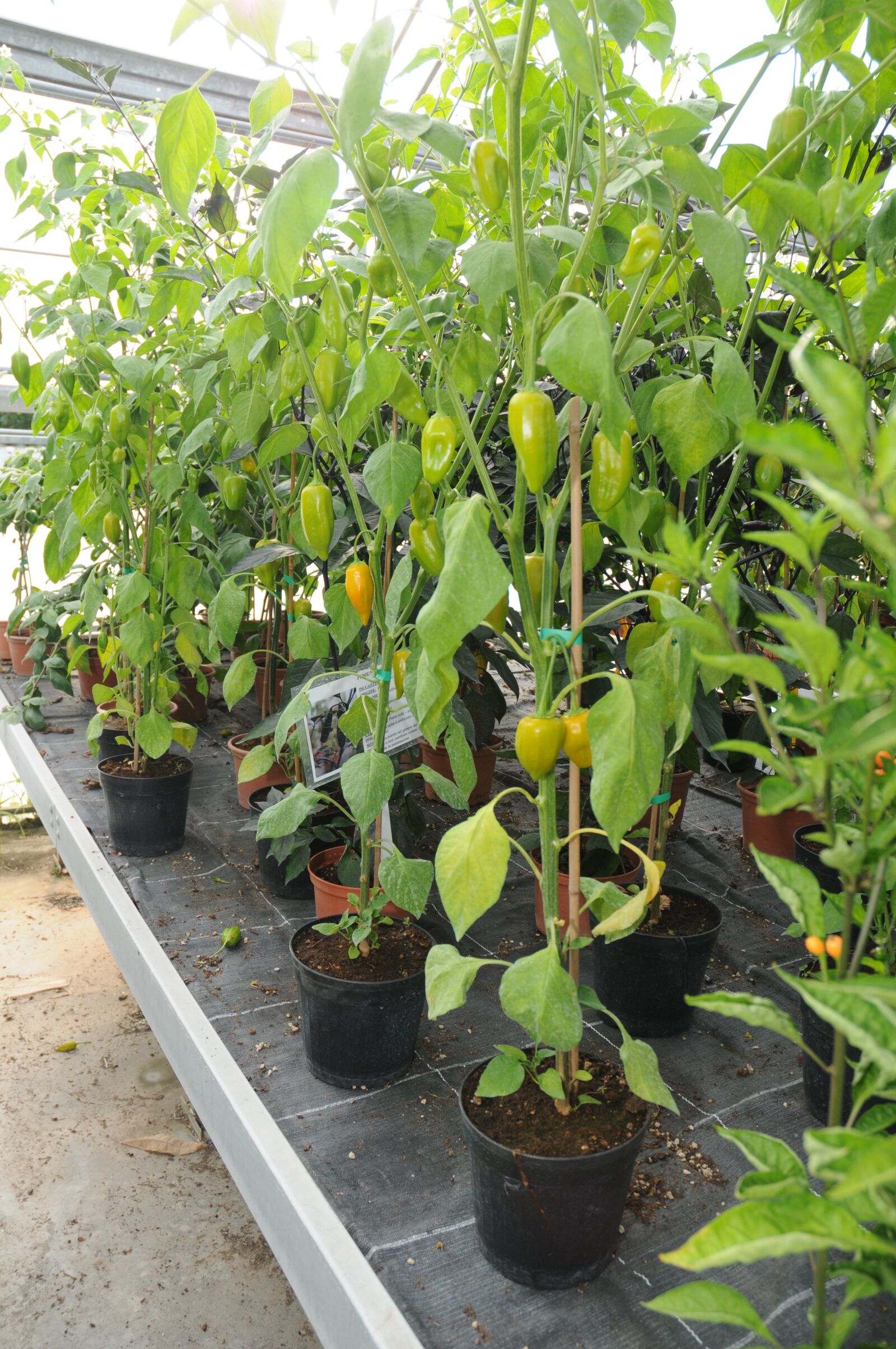 Nikon D300 sample photo. Chilli peppers, marco, serra photography