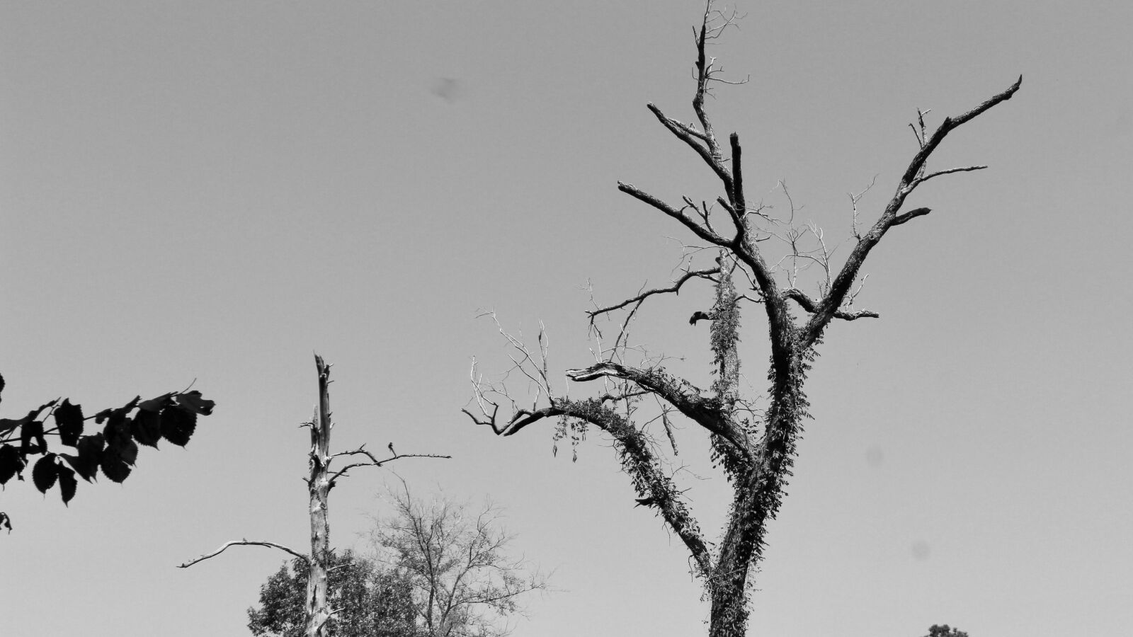 Canon EF-S 18-55mm F3.5-5.6 IS II sample photo. Dead tree, snag, sky photography