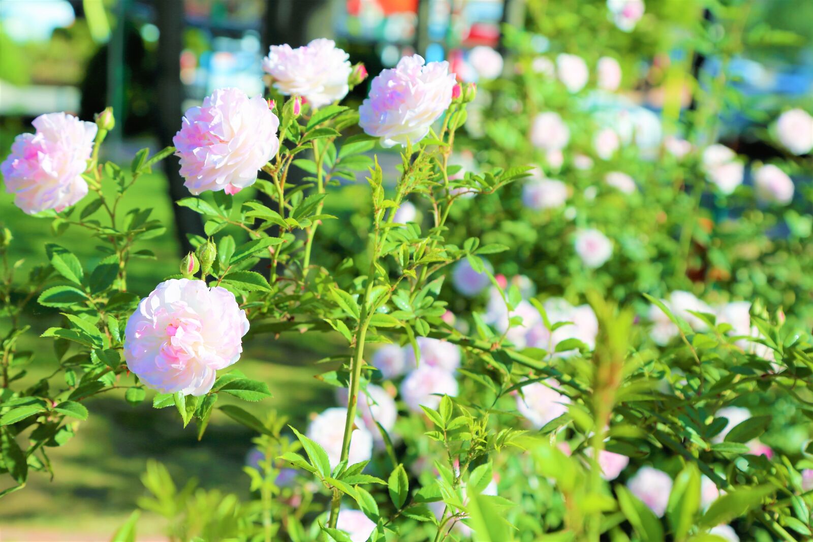 Canon EOS 5D Mark III sample photo. Rose, flower, spring photography