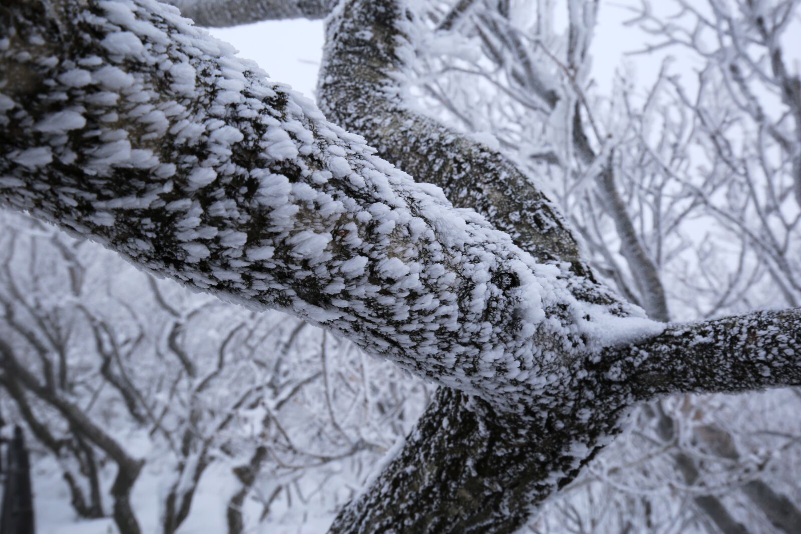 Canon EF 16-35mm F4L IS USM sample photo. Snow, winter, snowy photography