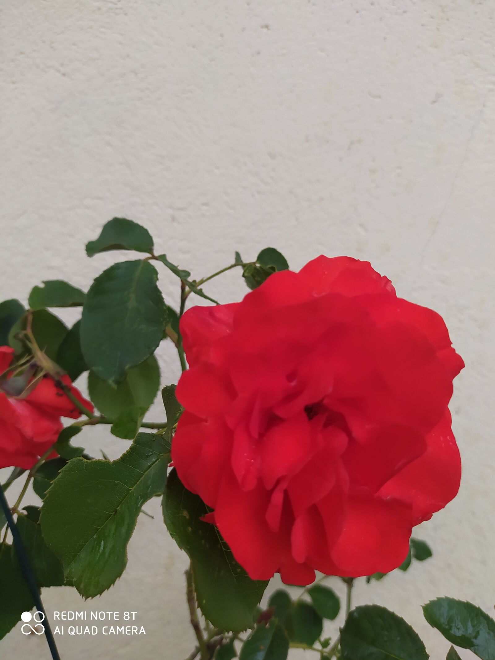 Xiaomi Redmi Note 8T sample photo. Rose, flower, bloom photography