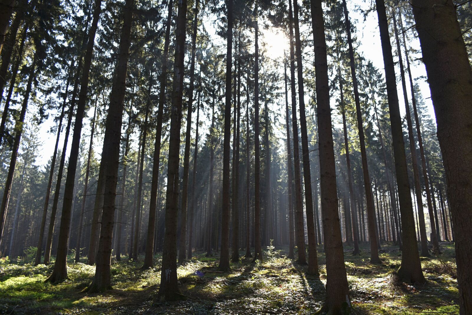 Nikon D7200 sample photo. Trees, forest, sun rays photography
