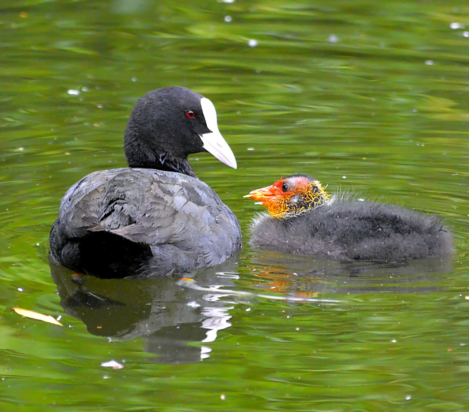 Nikon D3200 sample photo. Coot, chicks, bill photography
