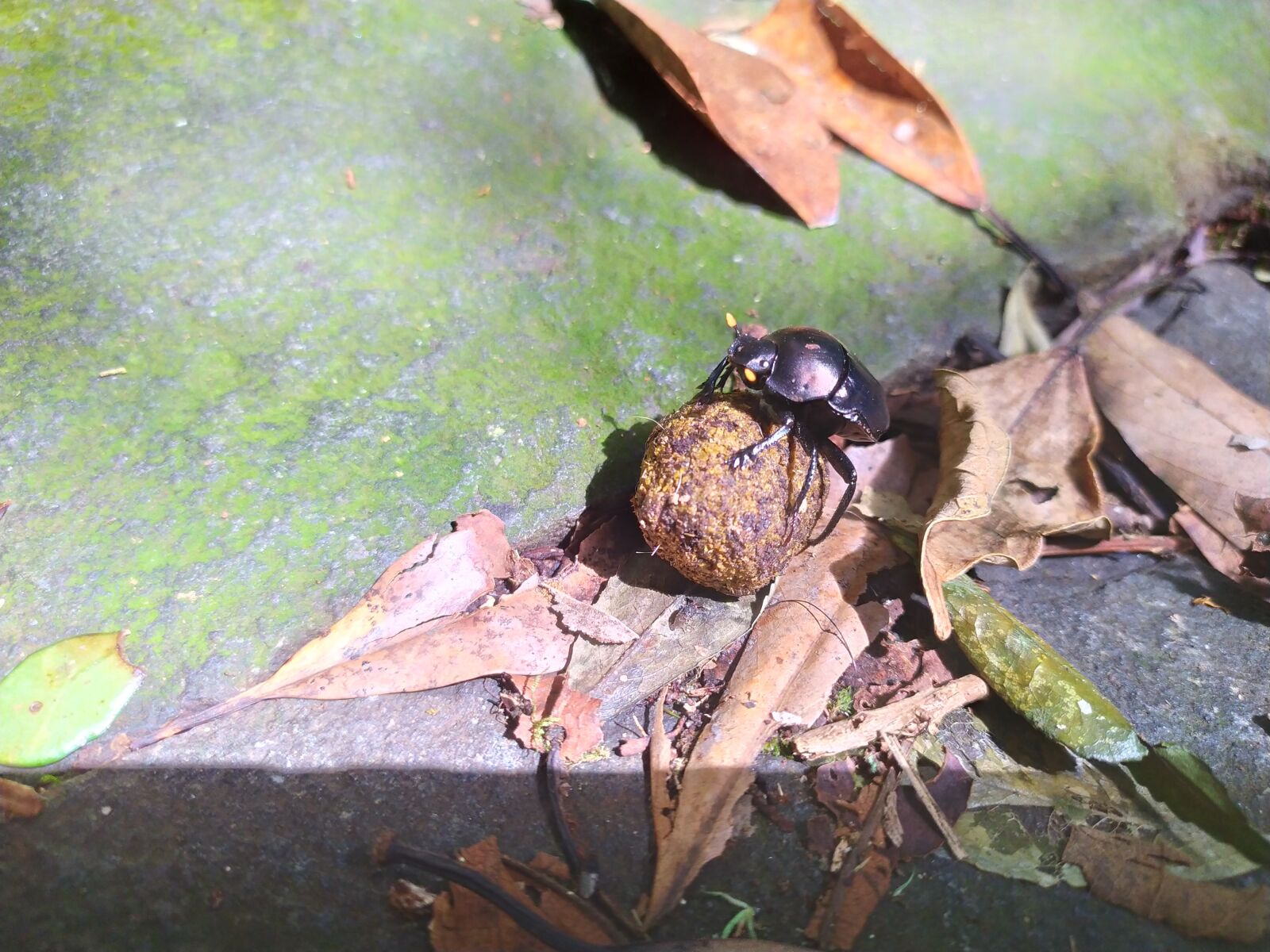 Xiaomi Redmi Note 7 sample photo. Dung beetle, quentin chong photography