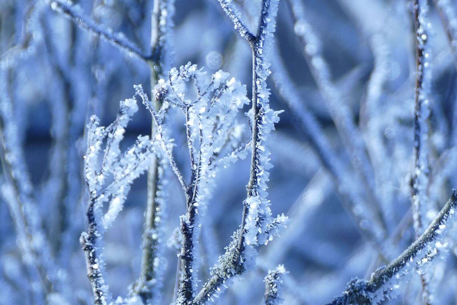 Panasonic Lumix DMC-FZ1000 sample photo. Frost, winter, nature photography