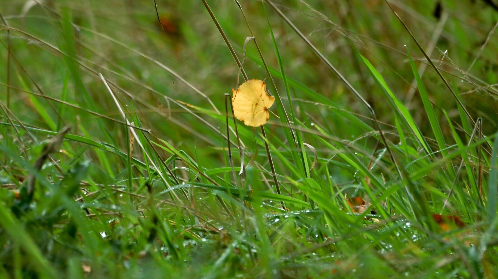 150-600mm F5-6.3 DG OS HSM | Contemporary 015 sample photo. Glade, meadow, nature photography