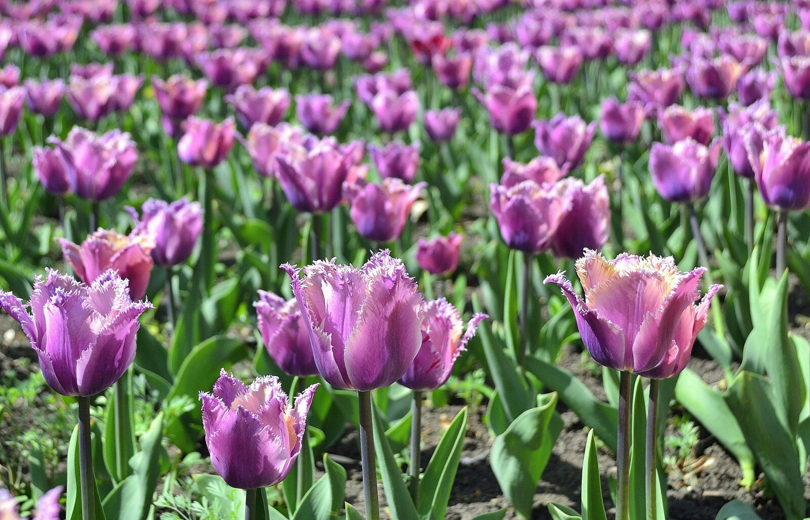 Nikon D3100 sample photo. Tulips, spring, garden photography