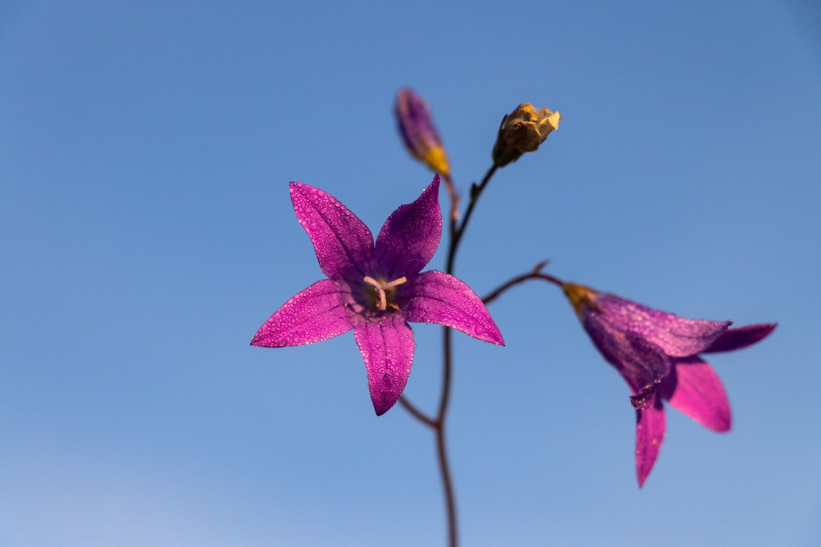 Canon EF-S 18-135mm F3.5-5.6 IS USM sample photo. Bell, flower, sky photography