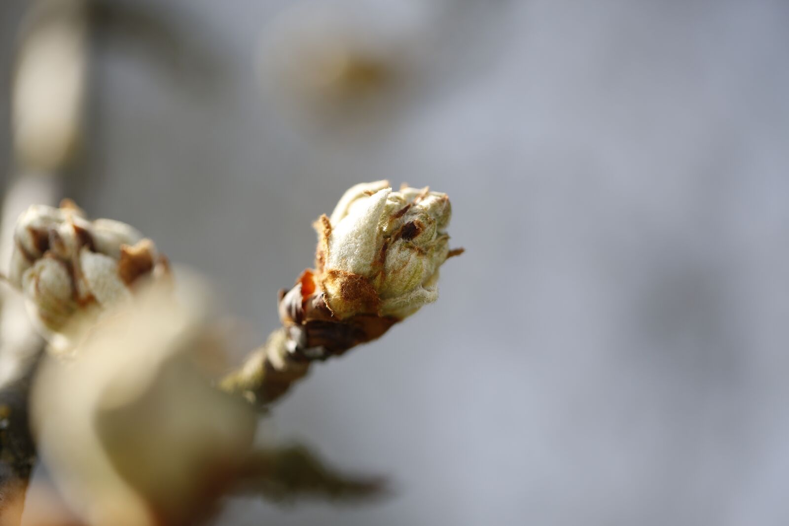 Canon EF 100mm F2.8L Macro IS USM sample photo. Spring, plant, engine photography