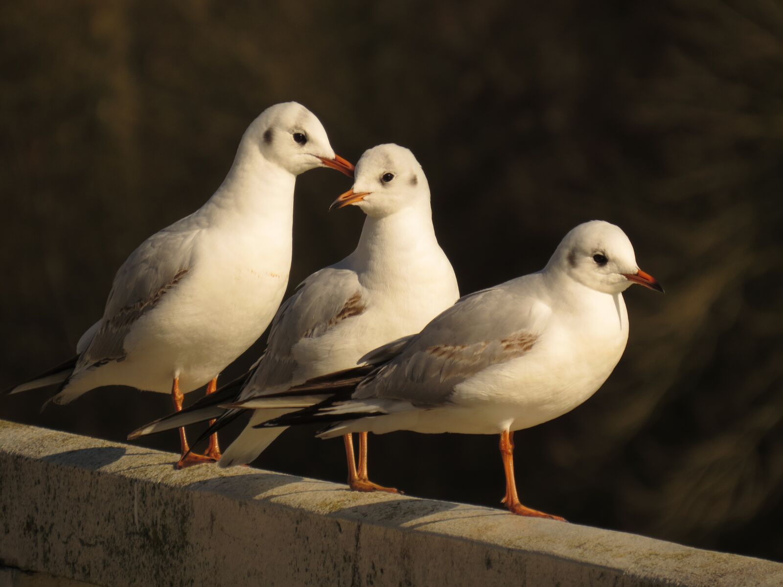 Canon PowerShot SX50 HS sample photo. Animals, birds, seagulls photography