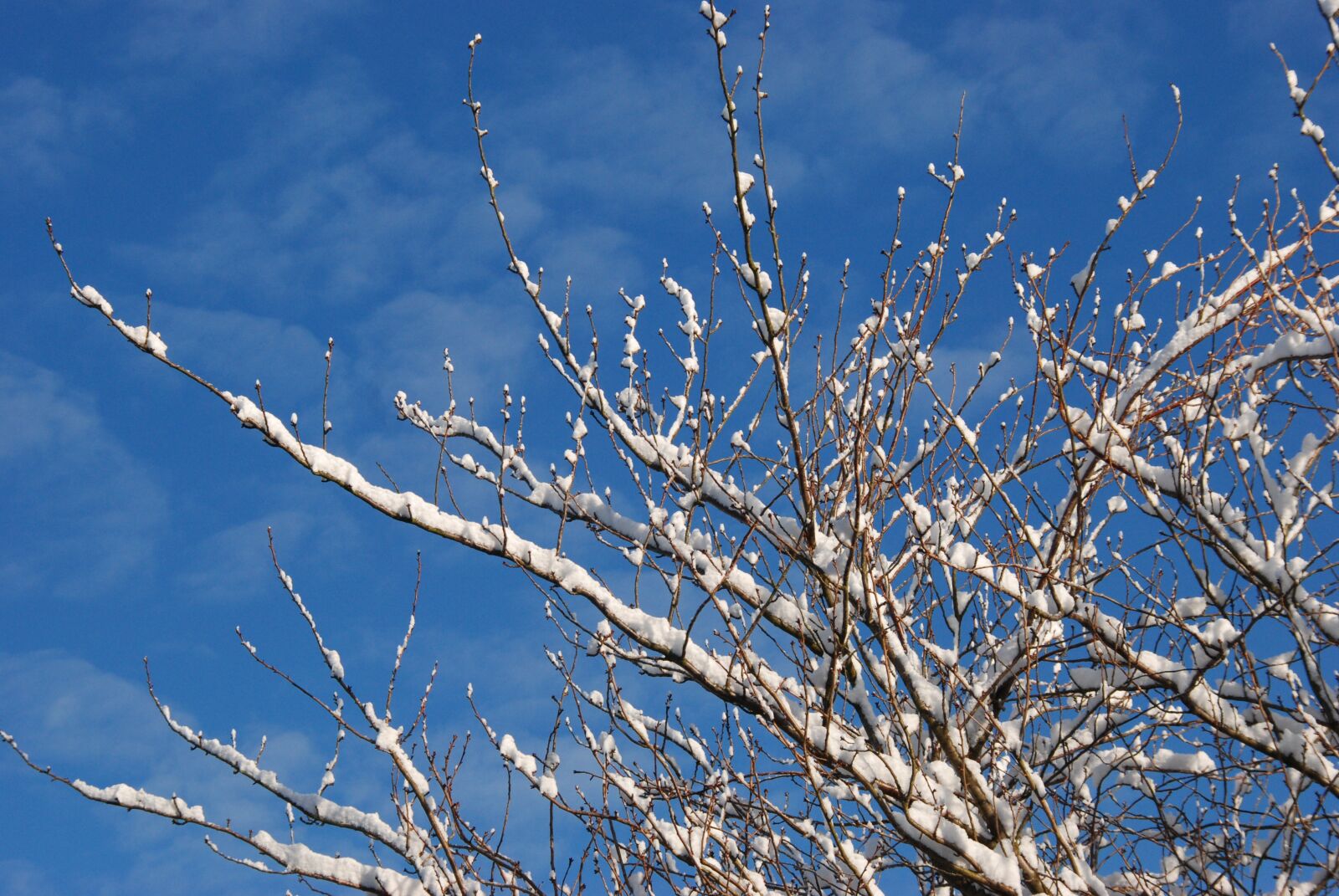 Nikon D80 sample photo. Snow, winter, branch photography