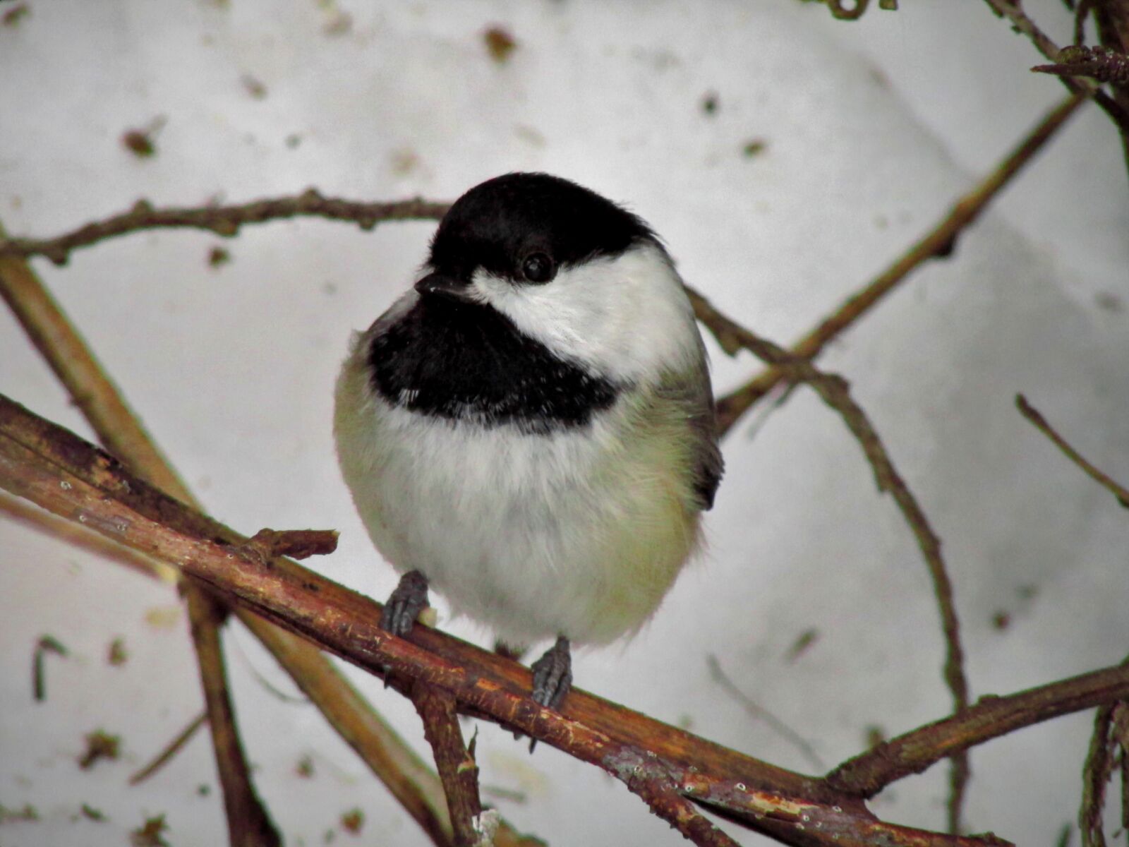 Canon PowerShot SX500 IS sample photo. Black-capped chickadee, bird, chickadee photography